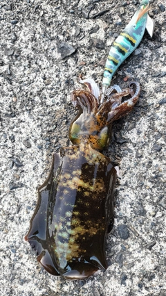 アオリイカの釣果