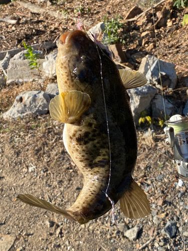 ヒガンフグの釣果