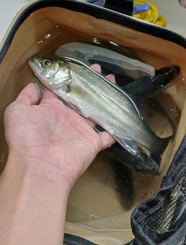 セイゴ（マルスズキ）の釣果