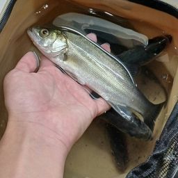 セイゴ（マルスズキ）