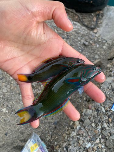 オトメベラの釣果