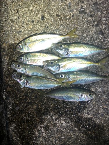 アジの釣果