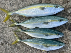 フクラギの釣果