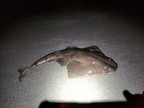 太田川河口（磐田）