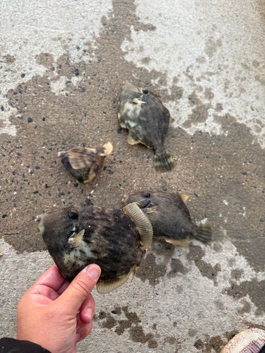 カワハギの釣果