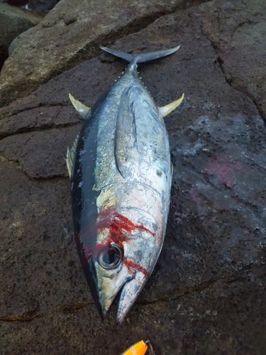 キハダマグロの釣果