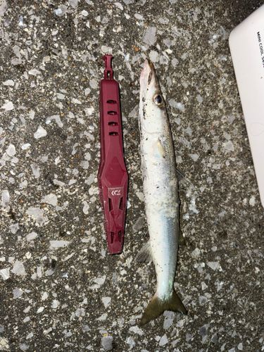 タチウオの釣果