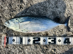 スマガツオの釣果