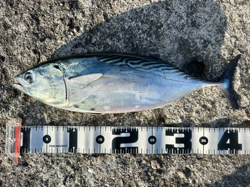 スマガツオの釣果