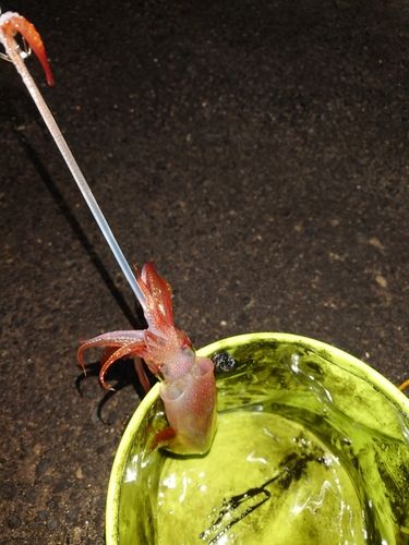 ケンサキイカの釣果