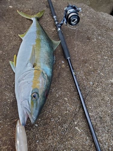 ヒラマサの釣果