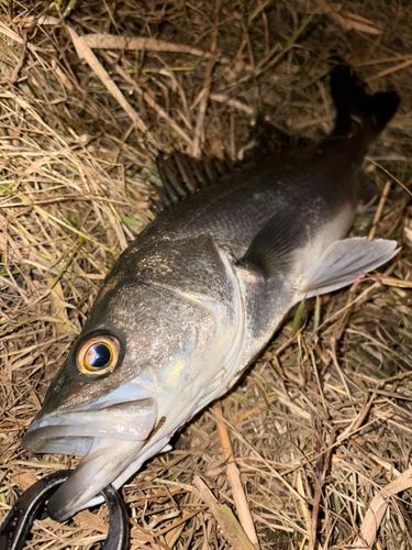 マルスズキの釣果