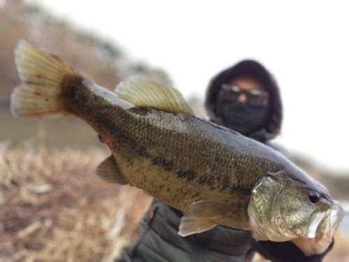 つがる市野池群