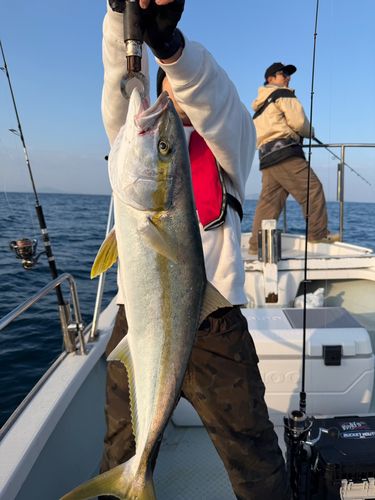 ヒラマサの釣果