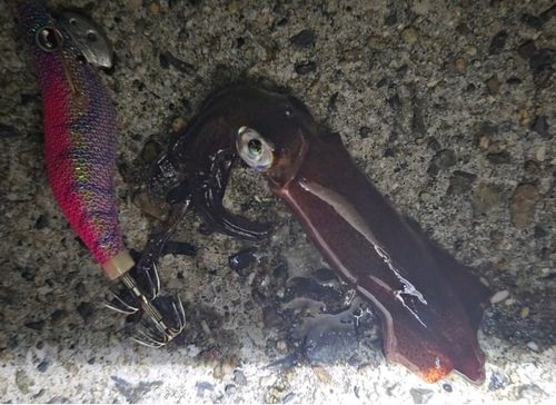 ケンサキイカの釣果