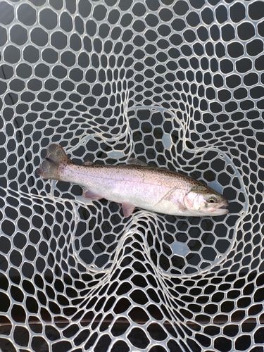 ニジマスの釣果