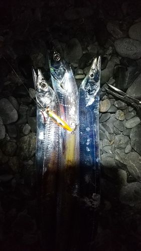 タチウオの釣果