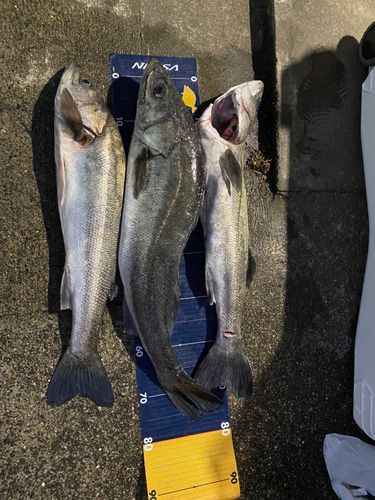 セイゴ（マルスズキ）の釣果