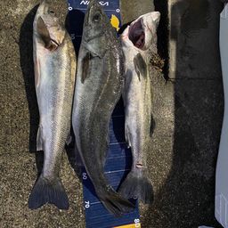 セイゴ（マルスズキ）