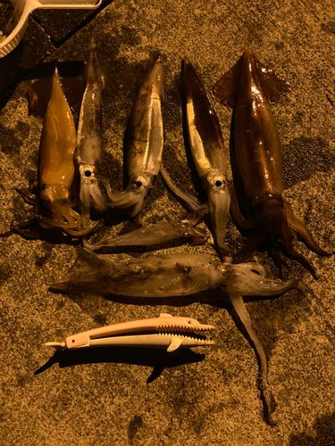 スルメイカの釣果