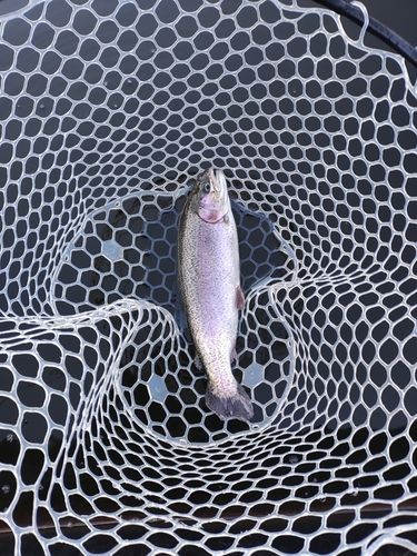 ニジマスの釣果