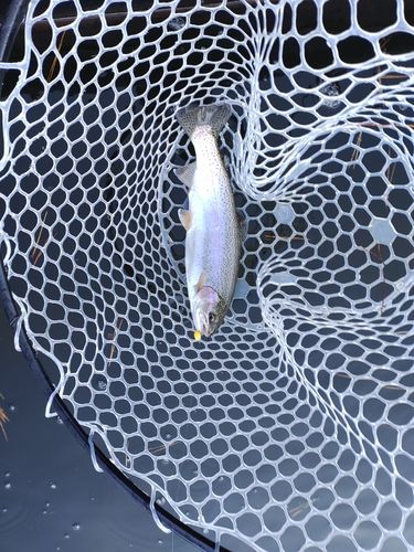 ニジマスの釣果