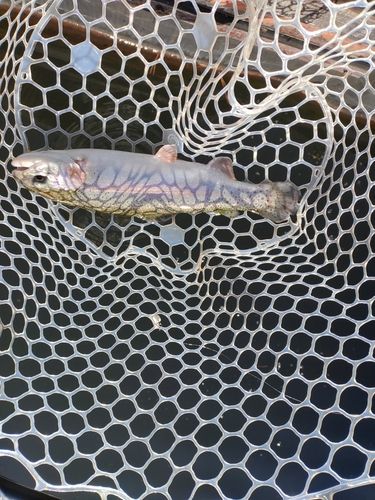 ニジマスの釣果