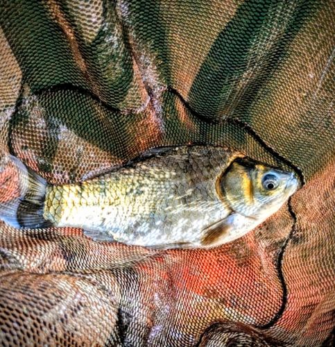 ヘラブナの釣果