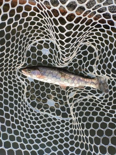 ニジマスの釣果