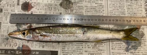 カマスの釣果