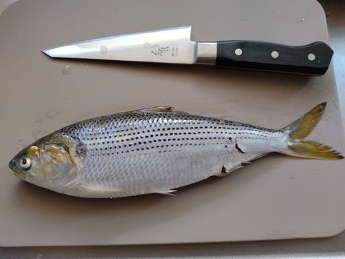 コノシロの釣果