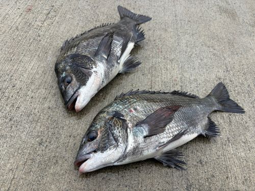 南芦屋浜ベランダ