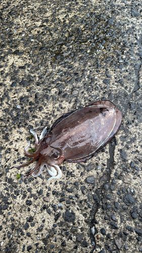 コウイカの釣果