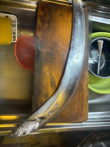 タチウオの釣果