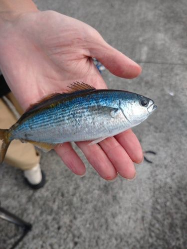 熱海港海釣り施設