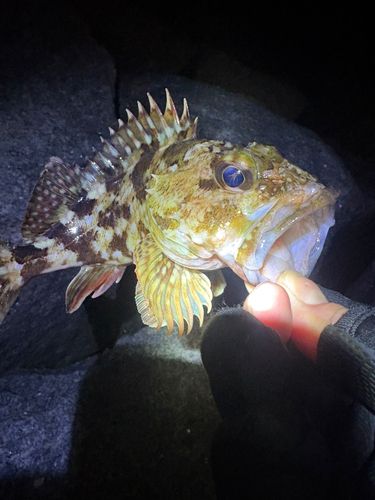 アラカブの釣果