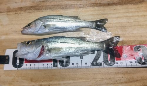 セイゴ（マルスズキ）の釣果