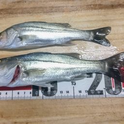 セイゴ（マルスズキ）