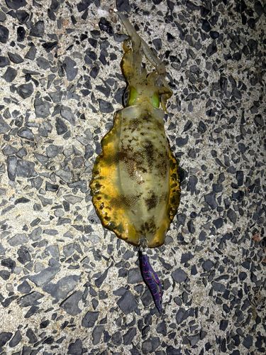 アオリイカの釣果