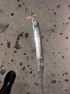 タチウオの釣果