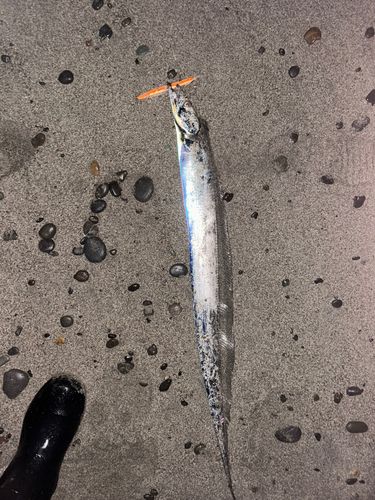 タチウオの釣果