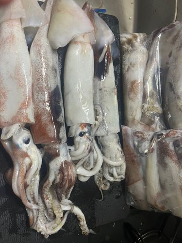 スルメイカの釣果