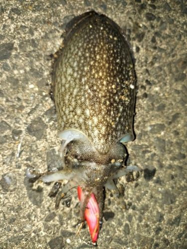 シリヤケイカの釣果