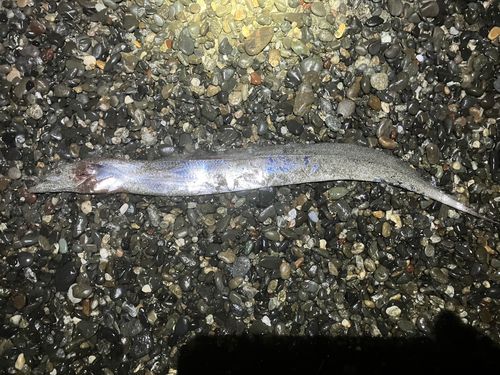 タチウオの釣果