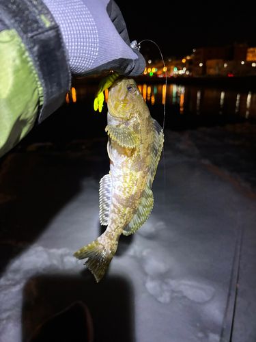 アイナメの釣果