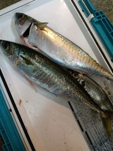 サバの釣果