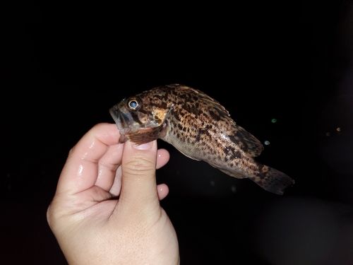 タケノコメバルの釣果