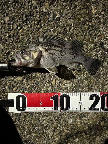 クロソイの釣果