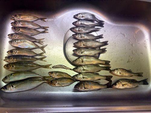 マアジの釣果