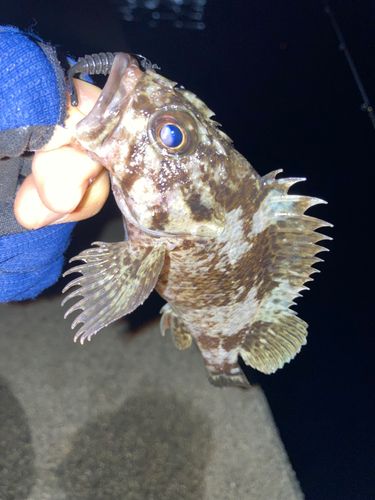 クロソイの釣果